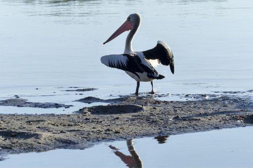 australian pelican water bird nature
