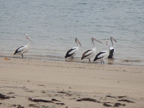 australian pelicans pelecanus conspicillatus waterbird