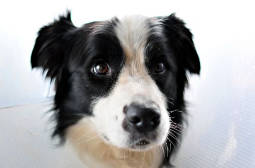 australian sheepdog portrait close up