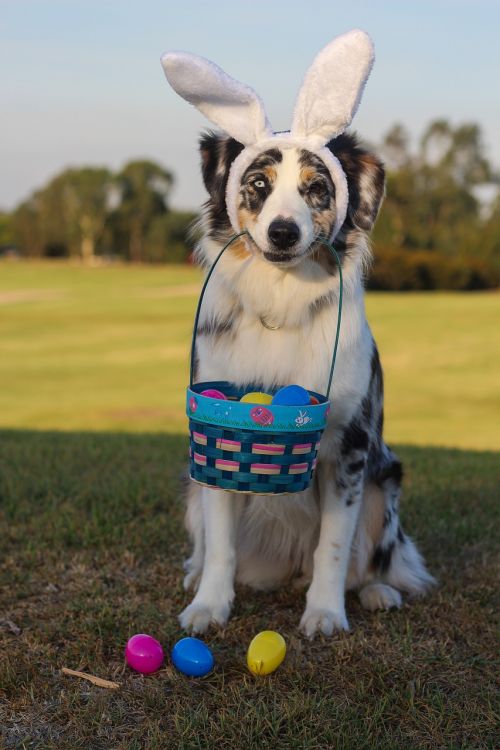 australian shepherd aussie shepherd