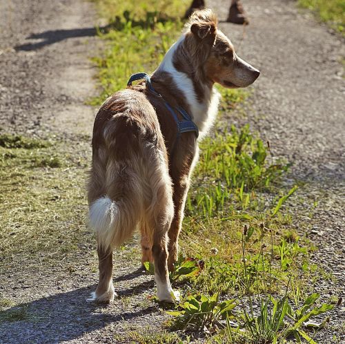 australian shepherd dog pet