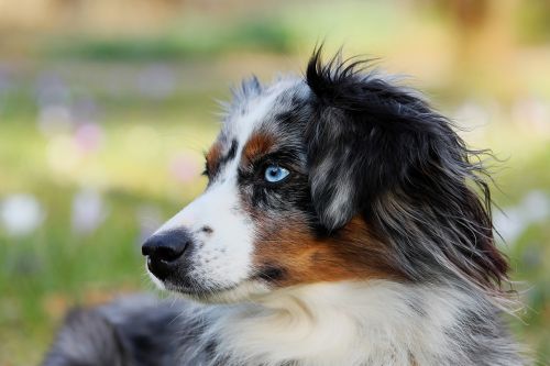 australian shepherd blue merle dog