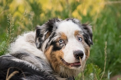 australian shepherd  dog  spotted