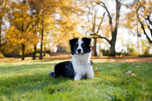 australian shepherd mini dog lying