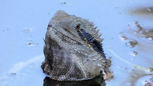 australian water dragon  reptile  reptiles