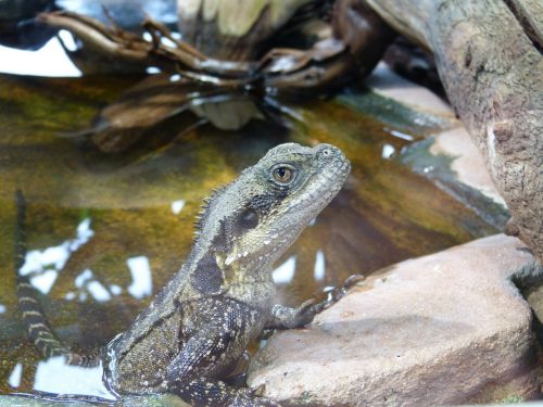 australian water dragon reptile animal