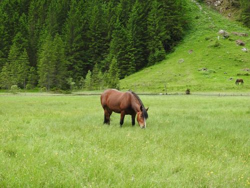 austria mountains meadow