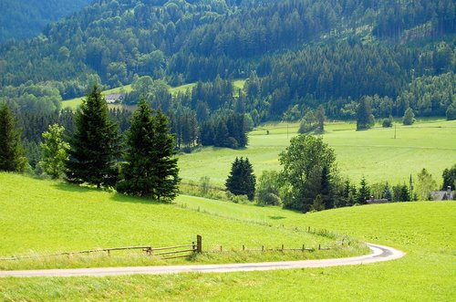 austria  meadow  forest