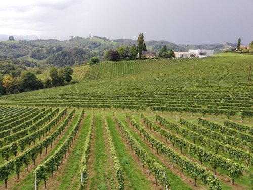 austria  wine  vineyard