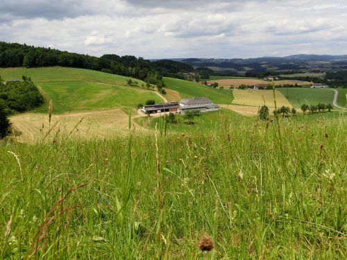 austria alm meadow