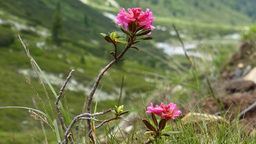 austria  landscape  nature