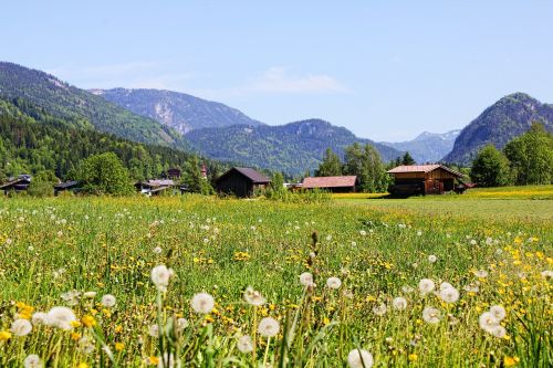 austria dandelion mountains