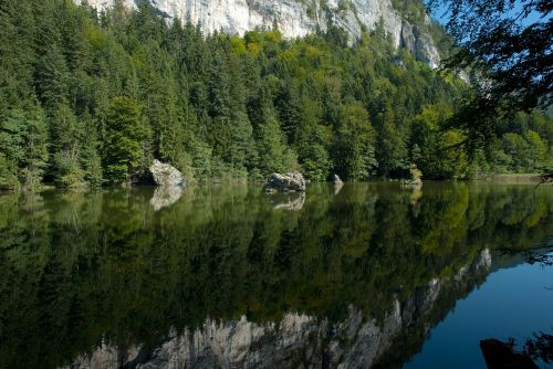 austria forest trees