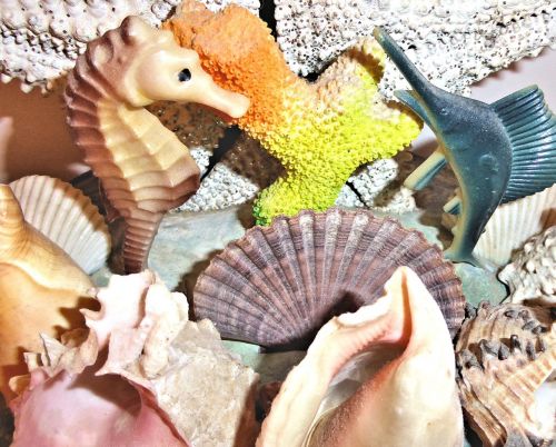 authentic sea shells altantic ocean ornament