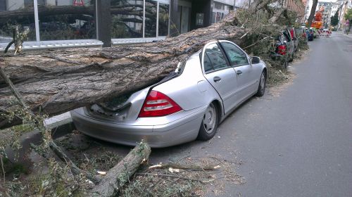 fallen tree auto forward