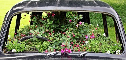 auto flowers bumper planted car