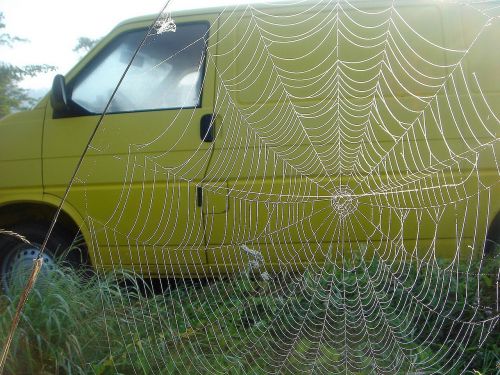 auto yellow web