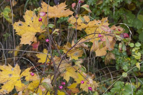 Autumn In Botanic Garden