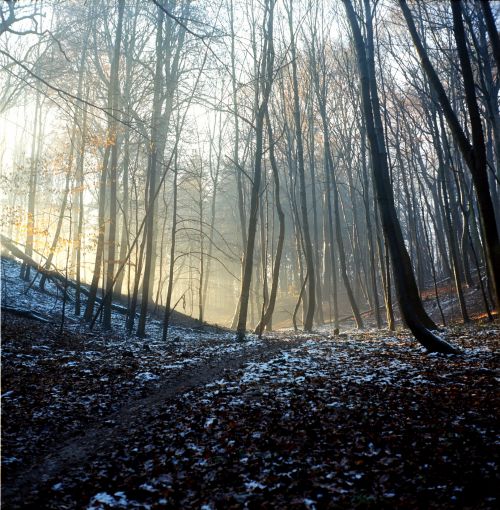 Autumn In The Forest