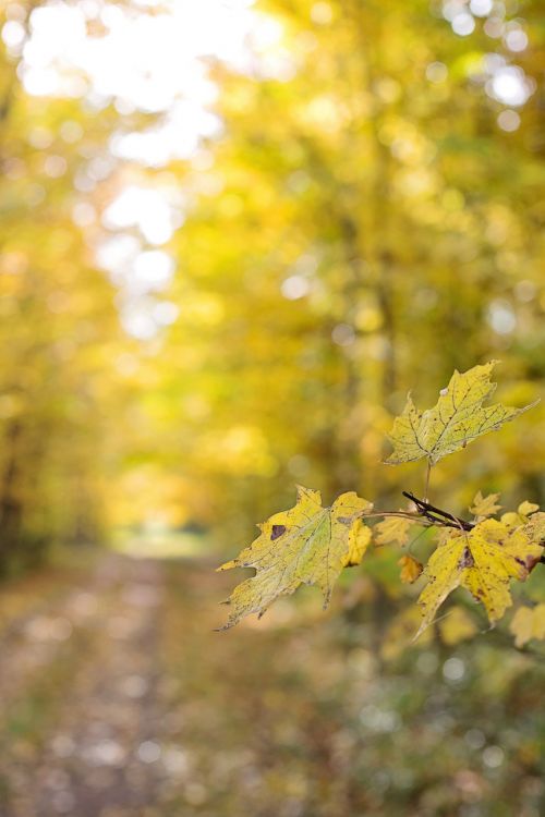 autumn fall yellow