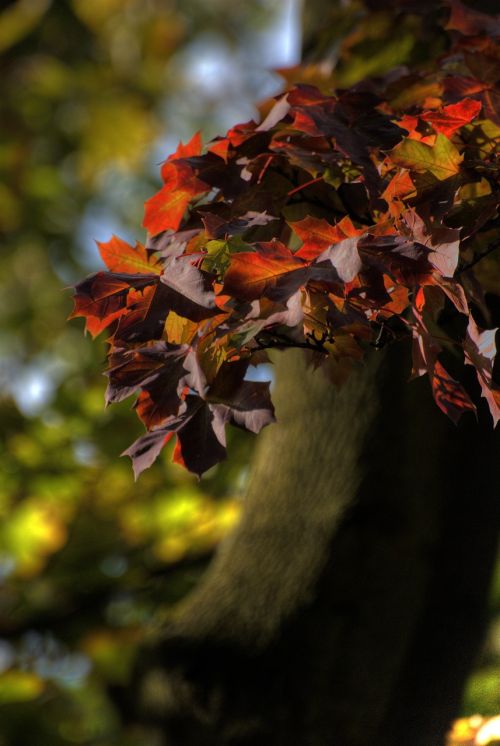 autumn foliage colors