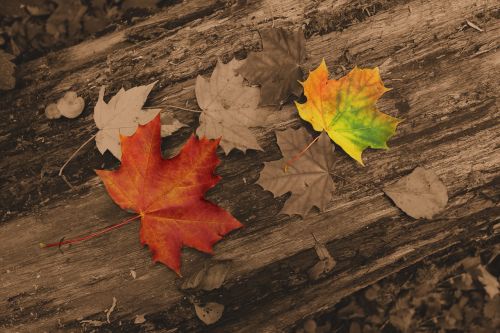 autumn foliage maple