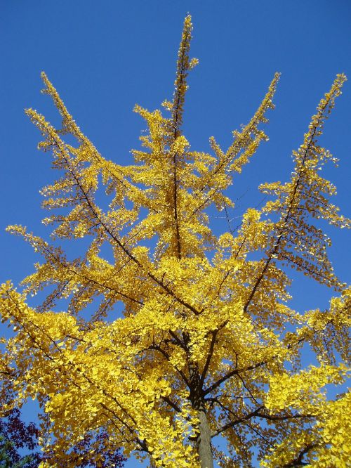 autumn ginkgo yellow
