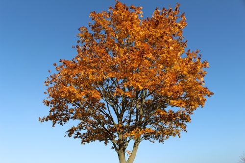 autumn tree leaves