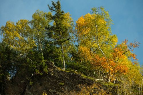 autumn fall leaves autumn forest