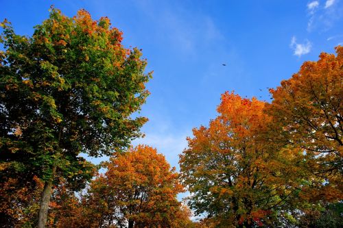 autumn trees golden autumn