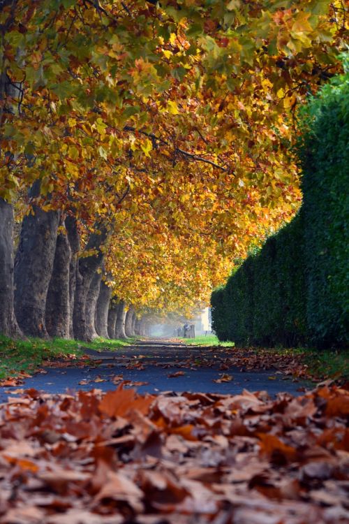 autumn trees walk