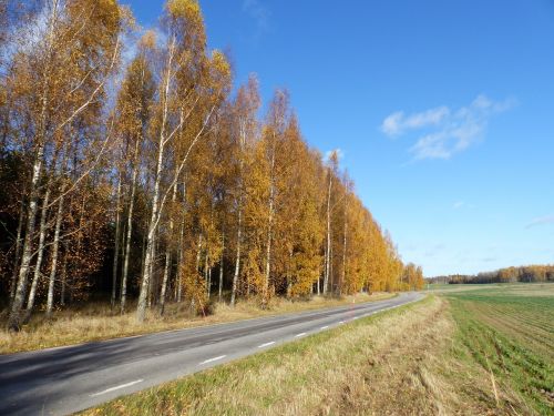 autumn colors tree