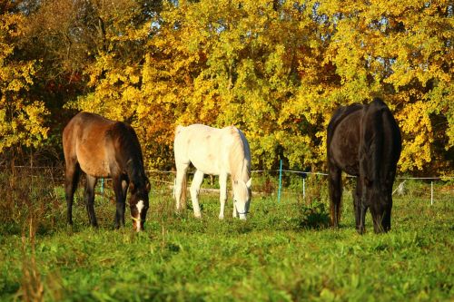 autumn horse thoroughbred arabian
