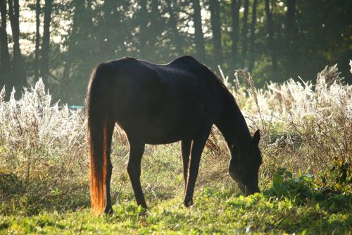 autumn horse pasture