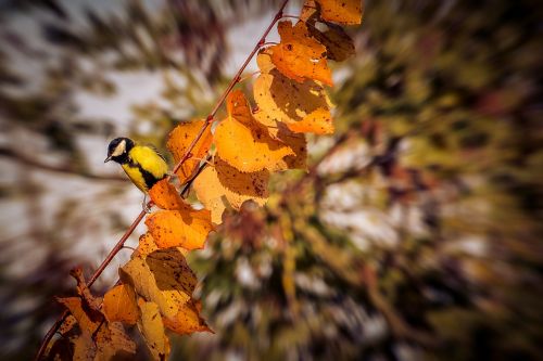 autumn bird nature