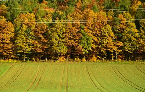 autumn autumn forest trees