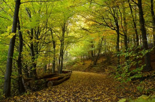 autumn autumn forest forest