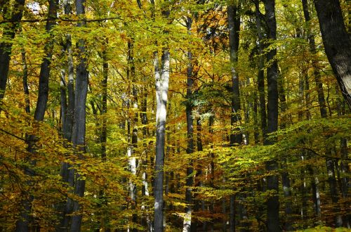 autumn autumn forest deciduous trees
