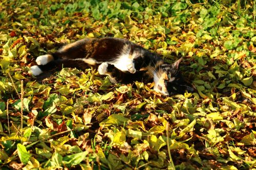 autumn cat lucky cat