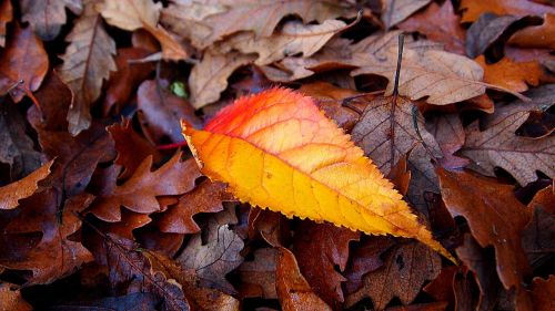 autumn autumn leaf season