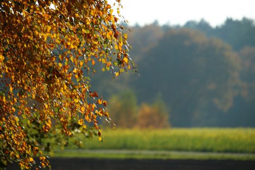 autumn leaves forest