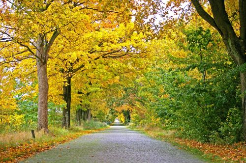 autumn avenue trees
