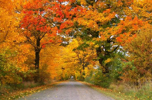 autumn avenue trees