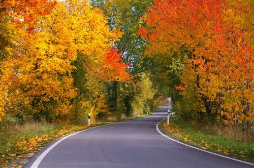 autumn avenue trees