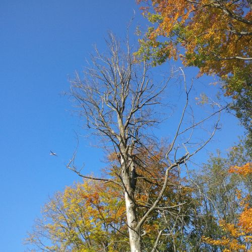 autumn tree golden autumn