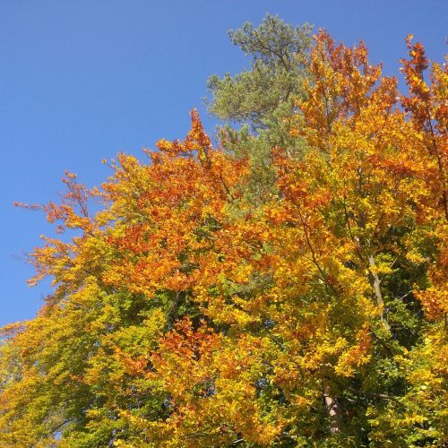 autumn tree golden autumn