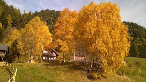 autumn trees colorful