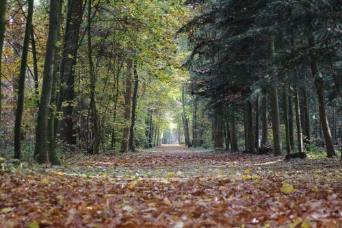 autumn leaves colors