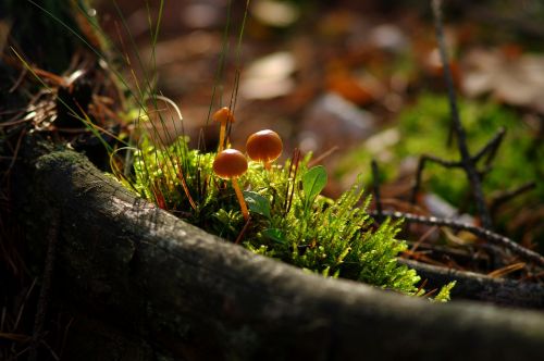 autumn forest mushroom