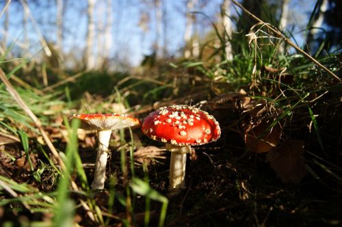 autumn mushrooms forest